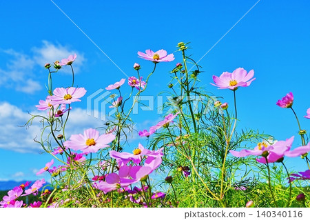 Cosmos field Cosmos field 140340116