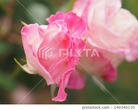 A rosebud just beginning to open (O'Mer, 20260515071220) A rosebud just beginning to open (O'Mer, 20260515071220) 140340130
