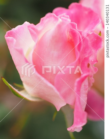 A rosebud just beginning to open (O'Mer 20260515071243) A rosebud just beginning to open (O'Mer 20260515071243) 140340131