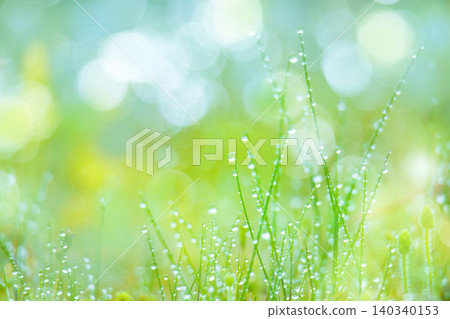 Green grass with morning dew 140340153