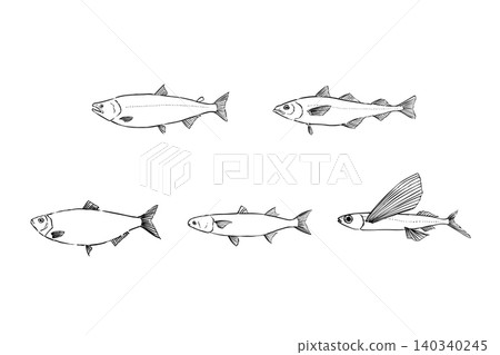 A set of line art illustrations of fish species used as raw materials for fish roe. A set of line art illustrations of fish species used as raw materials for fish roe. 140340245