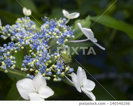 A flower beetle perched on a hydrangea. A flower beetle perched on a hydrangea. 140340298