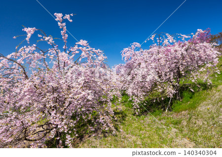 Iizunayama Park, a famous cherry blossom viewing spot in Morohigashibo, Komoro City, Nagano Prefecture: A view of the Komoro Yaebenishidare cherry blossoms, a species endemic to the area, blooming on the hillside. Iizunayama Park, a famous cherry blossom viewing spot in Morohigashibo, Komoro City, Nagano Prefecture: A view of the Komoro Yaebenishidare cherry blossoms, a species endemic to the area, blooming on the hillside. 140340304