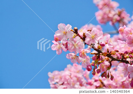 河津櫻花盛開 河津櫻花盛開 140340364