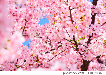Kawazu cherry blossoms in full bloom Kawazu cherry blossoms in full bloom 140340369
