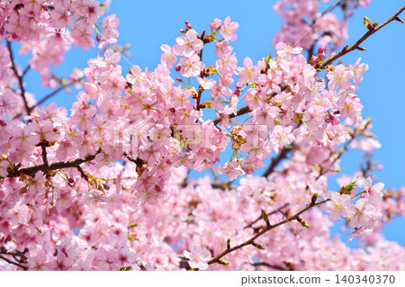 Kawazu cherry blossoms in full bloom Kawazu cherry blossoms in full bloom 140340370