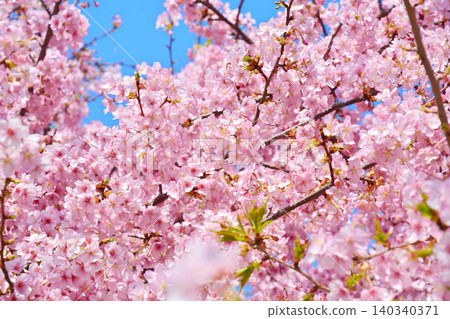Kawazu cherry blossoms in full bloom Kawazu cherry blossoms in full bloom 140340371