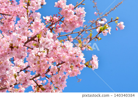 Kawazu cherry blossoms in full bloom Kawazu cherry blossoms in full bloom 140340384