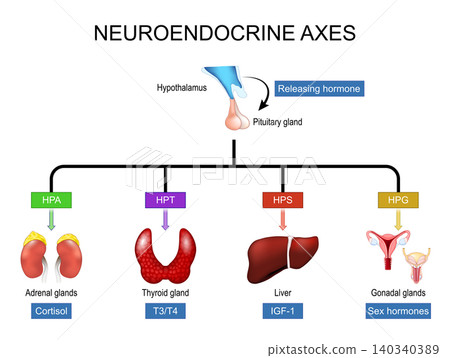 Neuroendocrine axes. Hypothalamus, pituitary, adrenal, thyroid glands and hormonal regulation 140340389