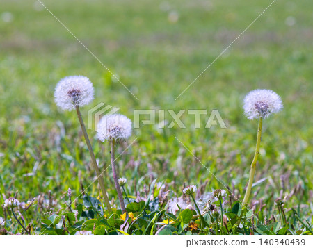 Dandelion fluff sways in the wind. Dandelion fluff sways in the wind. 140340439