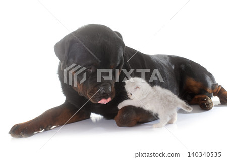 rottweiler and kitten exotic shorthair 140340535