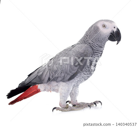 African grey parrot African grey parrot 140340537