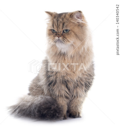 persian cat persian cat 140340542