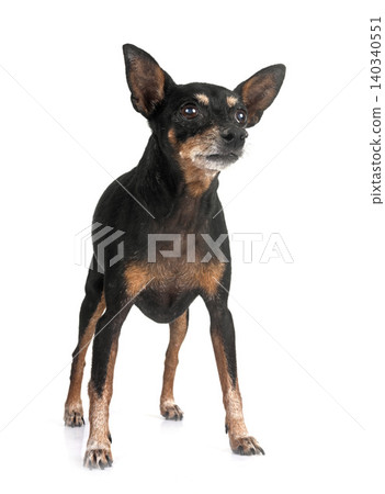 miniature pinscher in studio miniature pinscher in studio 140340551