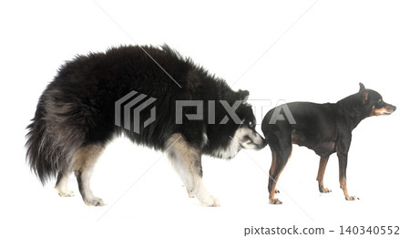 miniature pinscher and pomsky in studio miniature pinscher and pomsky in studio 140340552