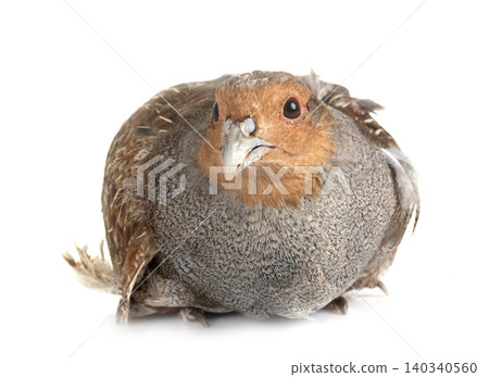 Grey partridge in studio Grey partridge in studio 140340560