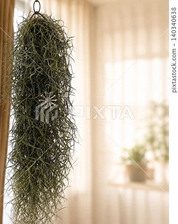 Living with Usnea (copy space) Living with Usnea (copy space) 140340638