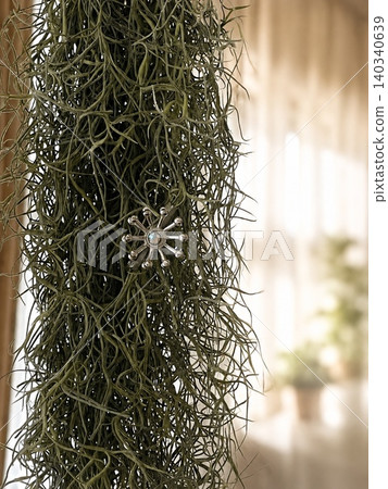 Usnea hanging by the window Usnea hanging by the window 140340639