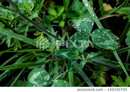 The fresh green leaves of the grass, wet with rain The fresh green leaves of the grass, wet with rain 140340709