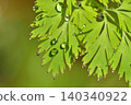 雨後清晨的雨滴 140340922