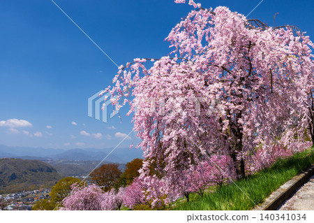Iizunayama Park, a famous cherry blossom viewing spot in Morohigashibo, Komoro City, Nagano Prefecture, offers a beautiful view of the Komoro Yaebenishidare cherry blossoms and the double-flowered cherry blossom Beniho blooming on the hillside. Iizunayama Park, a famous cherry blossom viewing spot in Morohigashibo, Komoro City, Nagano Prefecture, offers a beautiful view of the Komoro Yaebenishidare cherry blossoms and the double-flowered cherry blossom Beniho blooming on the hillside. 140341034