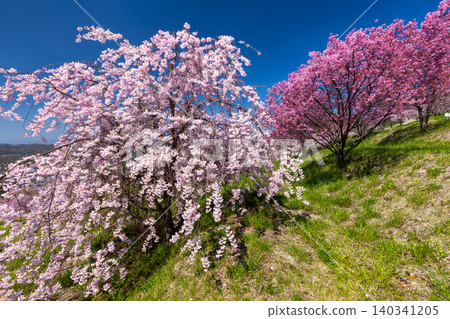 Iizunayama Park, a famous cherry blossom viewing spot in Morohigashibo, Komoro City, Nagano Prefecture: Cherry blossoms such as the Komoro Yaebenishidare, a native species, bloom on the hillside. Iizunayama Park, a famous cherry blossom viewing spot in Morohigashibo, Komoro City, Nagano Prefecture: Cherry blossoms such as the Komoro Yaebenishidare, a native species, bloom on the hillside. 140341205