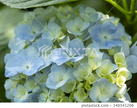 Blue hydrangea blooming in the garden Blue hydrangea blooming in the garden 140341206