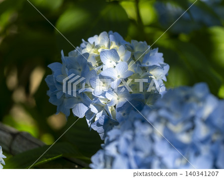 Blue hydrangea blooming in the garden Blue hydrangea blooming in the garden 140341207