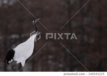 Red-crowned cranes in the snowy Tsurui Village, making full use of the wide open space. 140341225