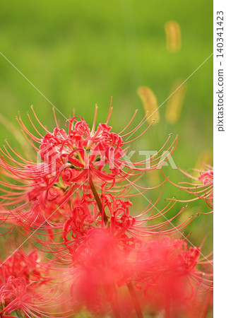 Red spider lilies stand out against a green background, with a bokeh effect in the foreground. 140341423