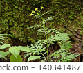 溪流旁長滿苔蘚的森林裡盛開著澤菊（一種雛菊）。 140341487