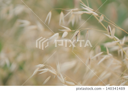 成熟的燕麥 140341489