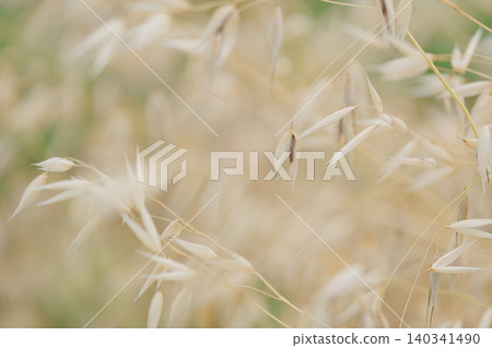 ripening oats ripening oats 140341490