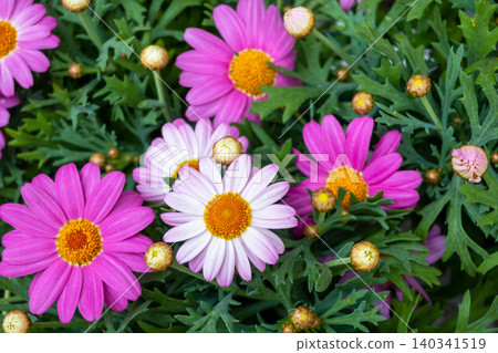 Flower background. Beautiful bouquet with fresh pink gerberas and green leaves. Flower background. Beautiful bouquet with fresh pink gerberas and green leaves. 140341519