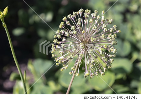 Green allium seed heads forming after flowering in the garden. Green allium seed heads forming after flowering in the garden. 140341743