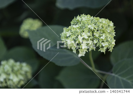 Blooming Green Hydrangea Flower Cluster, Natural Botanical Background. Close-up of Green Hydrangea Flower Buds Blooming in a Shady Garden. Soft Focus Shot of Beautiful Greenish Hydrangea Inflorescence 140341744