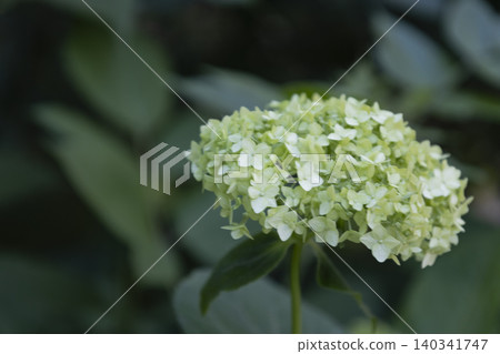Blooming Green Hydrangea Flower Cluster, Natural Botanical Background. Close-up of Green Hydrangea Flower Buds Blooming in a Shady Garden. Soft Focus Shot of Beautiful Greenish Hydrangea Inflorescence Blooming Green Hydrangea Flower Cluster, Natural Botanical Background. Close-up of Green Hydrangea Flower Buds Blooming in a Shady Garden. Soft Focus Shot of Beautiful Greenish Hydrangea Inflorescence 140341747