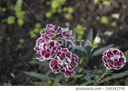 Group of vibrant deep purple and white edged carnation flowers (Dianthus caryophyllus) in garden. A close-up shot focuses on a small group of highly saturated, deep purple ruffled carnation flowers. 140341748
