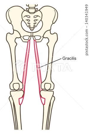 Labeled anatomical illustration of the gracilis muscle in the human leg. Labeled anatomical illustration of the gracilis muscle in the human leg. 140341949