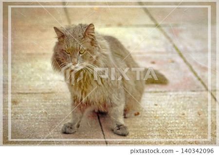 Independent cats of Istanbul roaming freely through the city s streets. Independent cats of Istanbul roaming freely through the city s streets. 140342096
