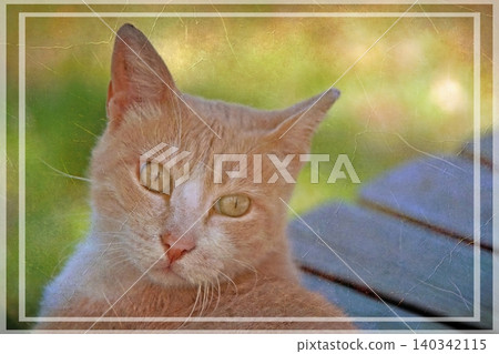 Independent cats of Istanbul roaming freely through the city s streets. 140342115