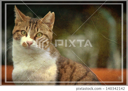 Independent cats of Istanbul roaming freely through the city s streets. Independent cats of Istanbul roaming freely through the city s streets. 140342142