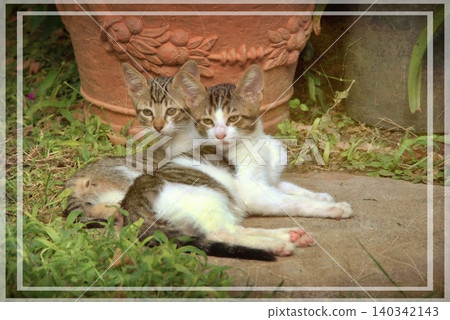 Independent cats of Istanbul roaming freely through the city s streets. Independent cats of Istanbul roaming freely through the city s streets. 140342143