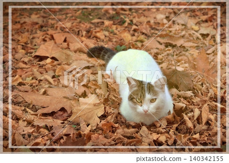 Independent cats of Istanbul roaming freely through the city s streets. Independent cats of Istanbul roaming freely through the city s streets. 140342155