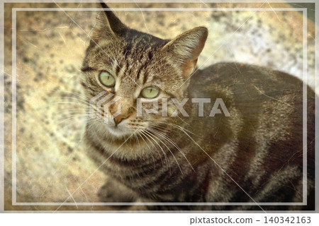 Independent cats of Istanbul roaming freely through the city s streets. Independent cats of Istanbul roaming freely through the city s streets. 140342163
