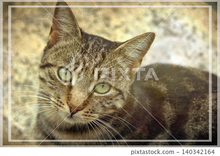 Independent cats of Istanbul roaming freely through the city s streets. Independent cats of Istanbul roaming freely through the city s streets. 140342164