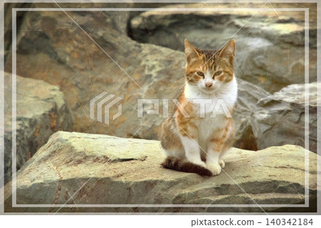 Independent cats of Istanbul roaming freely through the city s streets. Independent cats of Istanbul roaming freely through the city s streets. 140342184