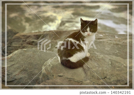 Independent cats of Istanbul roaming freely through the city s streets. Independent cats of Istanbul roaming freely through the city s streets. 140342191