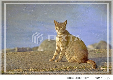 Independent cats of Istanbul roaming freely through the city s streets. Independent cats of Istanbul roaming freely through the city s streets. 140342240