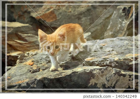 Independent cats of Istanbul roaming freely through the city s streets. Independent cats of Istanbul roaming freely through the city s streets. 140342249